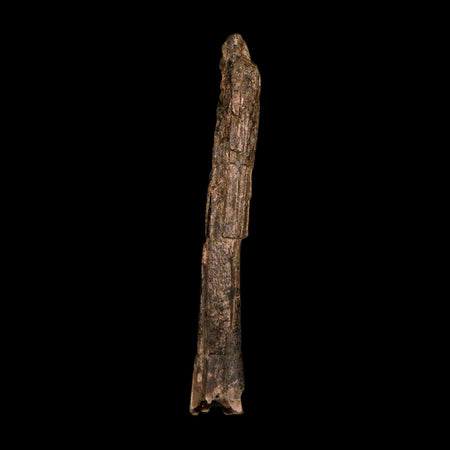6.5" Dromaeosaurid Raptor Fossil Metatarsal Bone Cretaceous Dinosaur Hell Creek MT COA