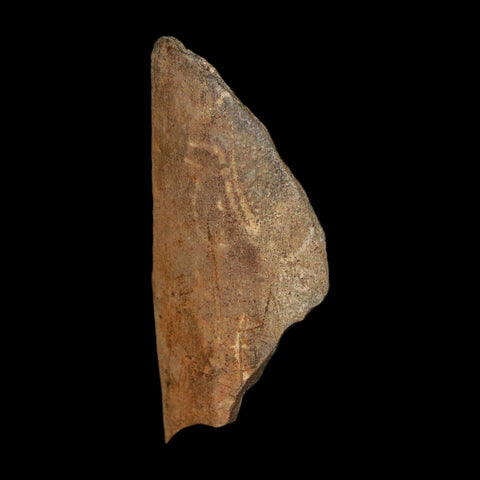 1.2" Tyrannosaurus Rex Fossil Bone Dinosaur Lance Creek Formation Wyoming COA