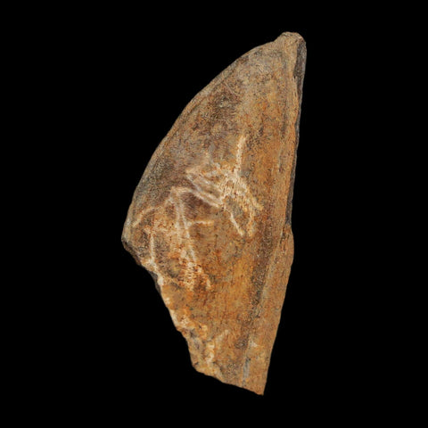 1.2" Tyrannosaurus Rex Fossil Bone Dinosaur Lance Creek Formation Wyoming COA