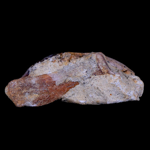 3.9" Allodesmus Karnensis Giant Sea Lion Fossil Tooth In Matrix Miocene Age California - Fossil Age Minerals