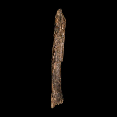 6.5" Dromaeosaurid Raptor Fossil Metatarsal Bone Cretaceous Dinosaur Hell Creek MT COA