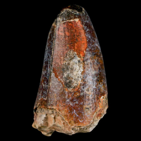 2" Sarcosuchus Imperator Crocodile Fossil Tooth Elrhaz FM Cretaceous Niger COA - Fossil Age Minerals