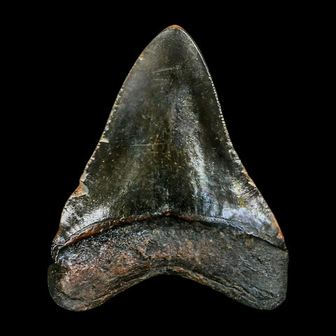 2.7" Quality Megalodon Shark Tooth Serrated Fossil Natural Miocene Age COA - Fossil Age Minerals