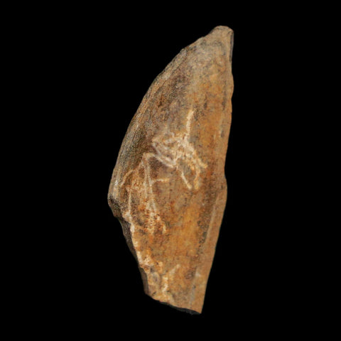 1.2" Tyrannosaurus Rex Fossil Bone Dinosaur Lance Creek Formation Wyoming COA