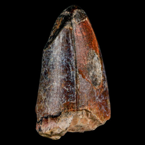2" Sarcosuchus Imperator Crocodile Fossil Tooth Elrhaz FM Cretaceous Niger COA - Fossil Age Minerals