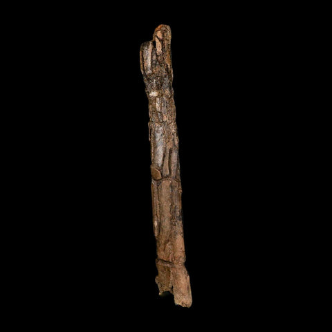 6.5" Dromaeosaurid Raptor Fossil Metatarsal Bone Cretaceous Dinosaur Hell Creek MT COA