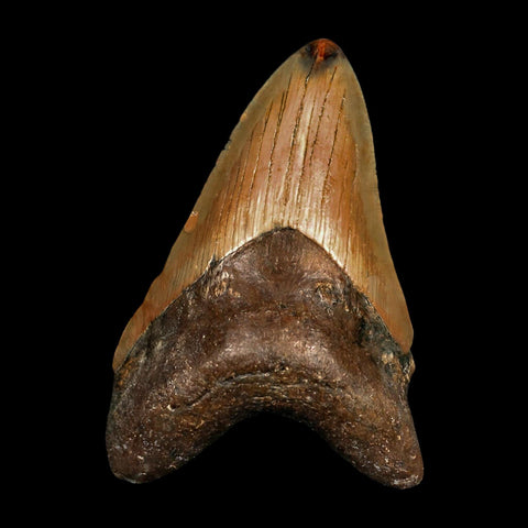 3.6" Quality Megalodon Shark Tooth Serrated Fossil Natural Miocene Age COA - Fossil Age Minerals