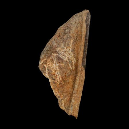 1.2" Tyrannosaurus Rex Fossil Bone Dinosaur Lance Creek Formation Wyoming COA