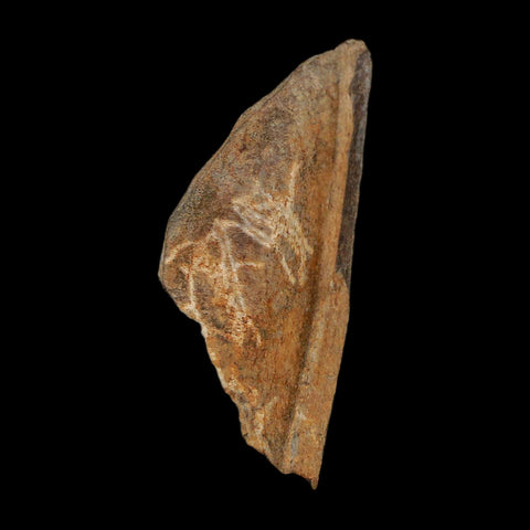 1.2" Tyrannosaurus Rex Fossil Bone Dinosaur Lance Creek Formation Wyoming COA