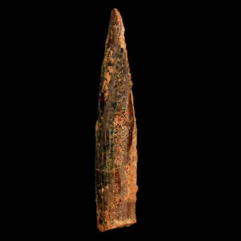 1.1" Rebbachisaurus Sauropod Fossil Tooth Early Cretaceous Dinosaur COA, Display - Fossil Age Minerals