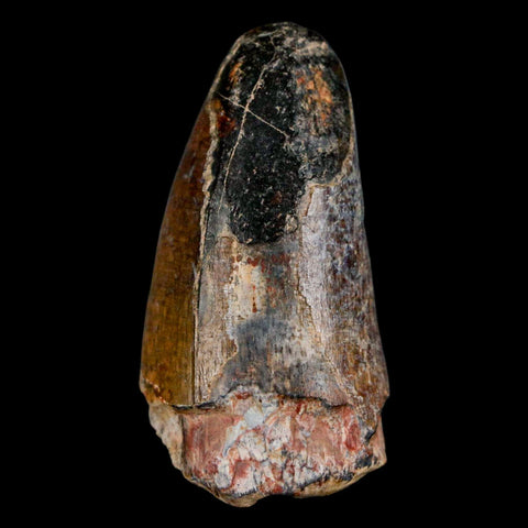 2" Sarcosuchus Imperator Crocodile Fossil Tooth Elrhaz FM Cretaceous Niger COA - Fossil Age Minerals