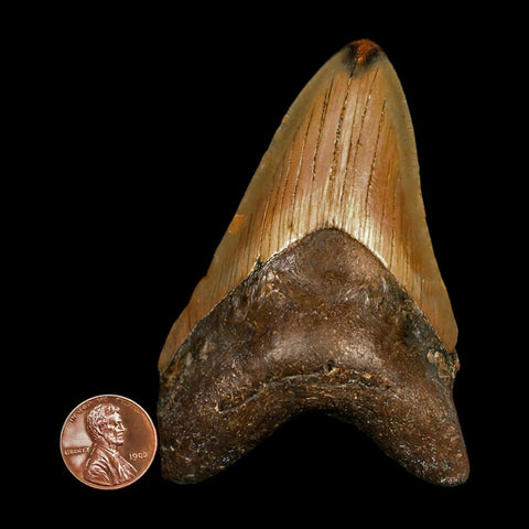 3.6" Quality Megalodon Shark Tooth Serrated Fossil Natural Miocene Age COA - Fossil Age Minerals