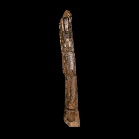 6.5" Dromaeosaurid Raptor Fossil Metatarsal Bone Cretaceous Dinosaur Hell Creek MT COA