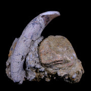 4" Allodesmus Karnensis Giant Sea Lion Fossil Tooth In Matrix Miocene Age California