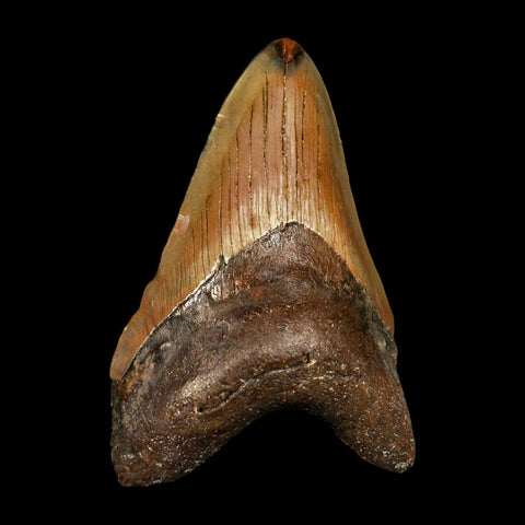 3.6" Quality Megalodon Shark Tooth Serrated Fossil Natural Miocene Age COA - Fossil Age Minerals