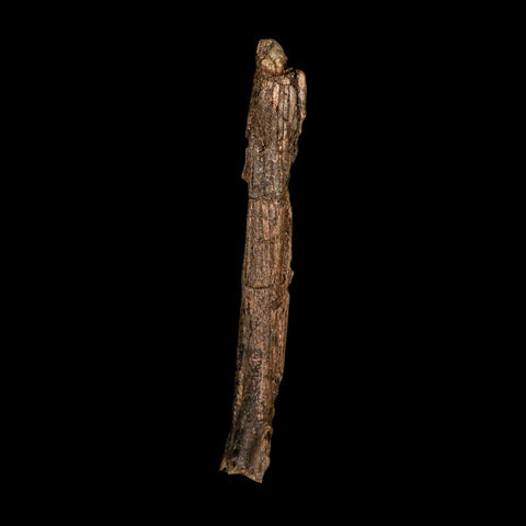 6.5" Dromaeosaurid Raptor Fossil Metatarsal Bone Cretaceous Dinosaur Hell Creek MT COA