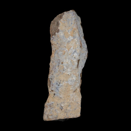 1.4" Tyrannosaurus Rex Fossil Bone Dinosaur Lance Creek Formation Wyoming COA