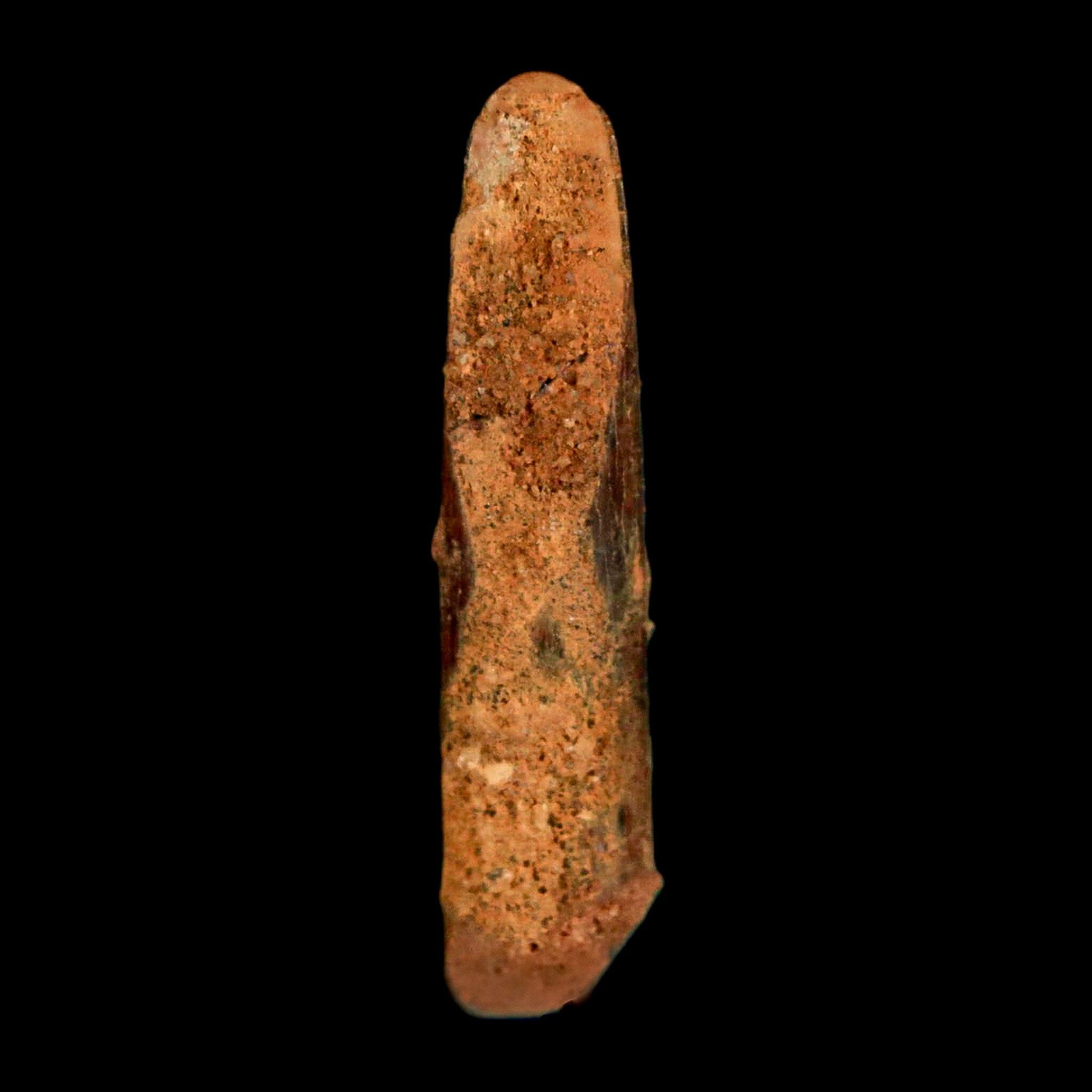 1.1" Rebbachisaurus Sauropod Fossil Tooth Early Cretaceous Dinosaur COA, Display - Fossil Age Minerals