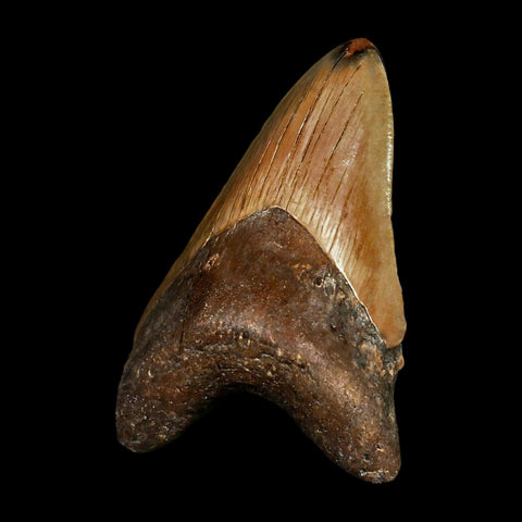3.6" Quality Megalodon Shark Tooth Serrated Fossil Natural Miocene Age COA - Fossil Age Minerals