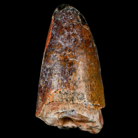 2" Sarcosuchus Imperator Crocodile Fossil Tooth Elrhaz FM Cretaceous Niger COA - Fossil Age Minerals