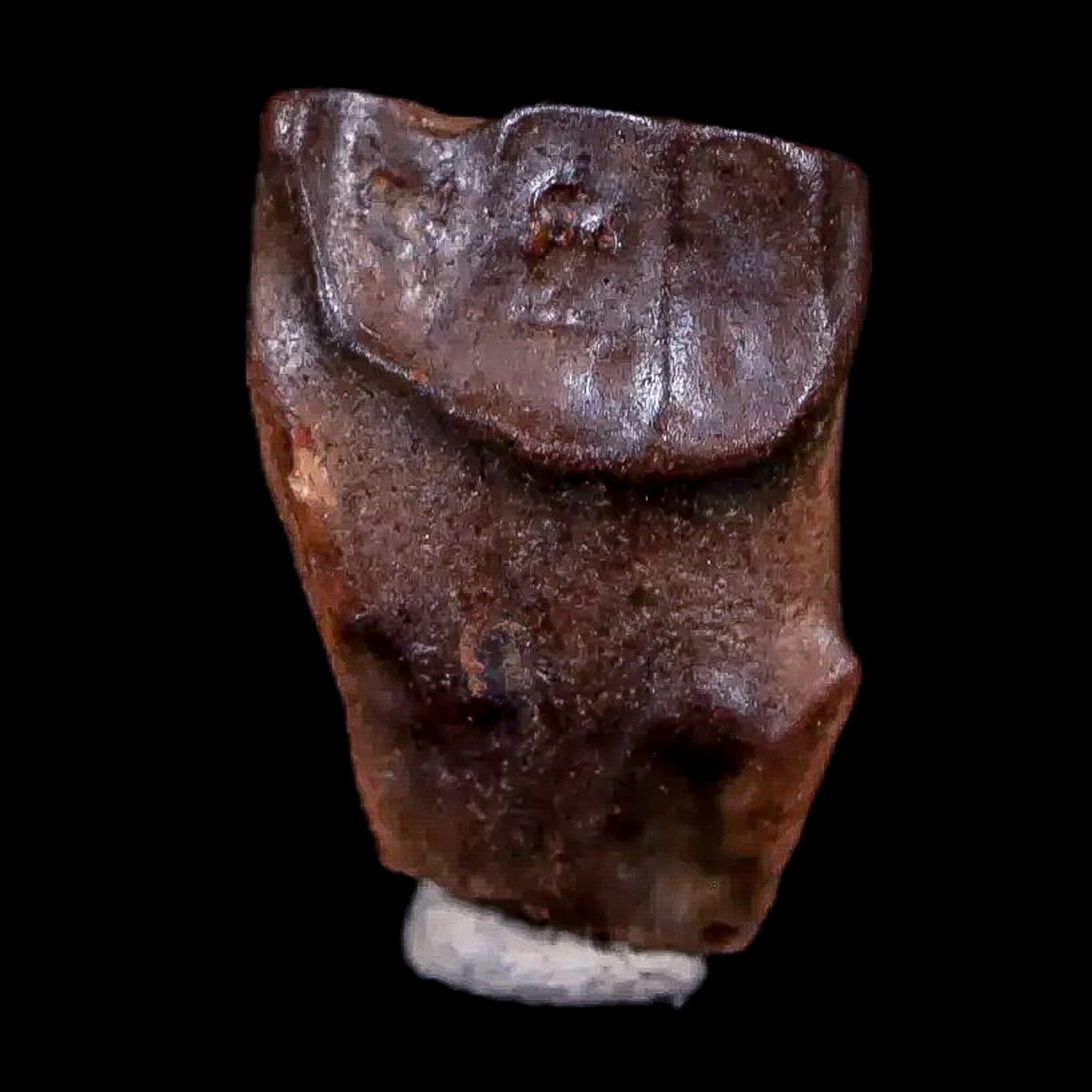 0.5" Chasmosaurus Fossil Tooth Judith River FM Cretaceous Dinosaur MT COA Display - Fossil Age Minerals