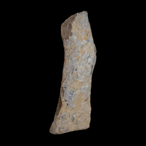 1.4" Tyrannosaurus Rex Fossil Bone Dinosaur Lance Creek Formation Wyoming COA