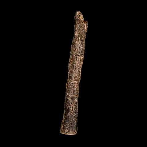 6.5" Dromaeosaurid Raptor Fossil Metatarsal Bone Cretaceous Dinosaur Hell Creek MT COA