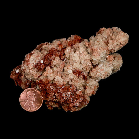 4" Aragonite Mineral Two Tone Red Crystal Cluster Specimen Tazouta Morocco - Fossil Age Minerals
