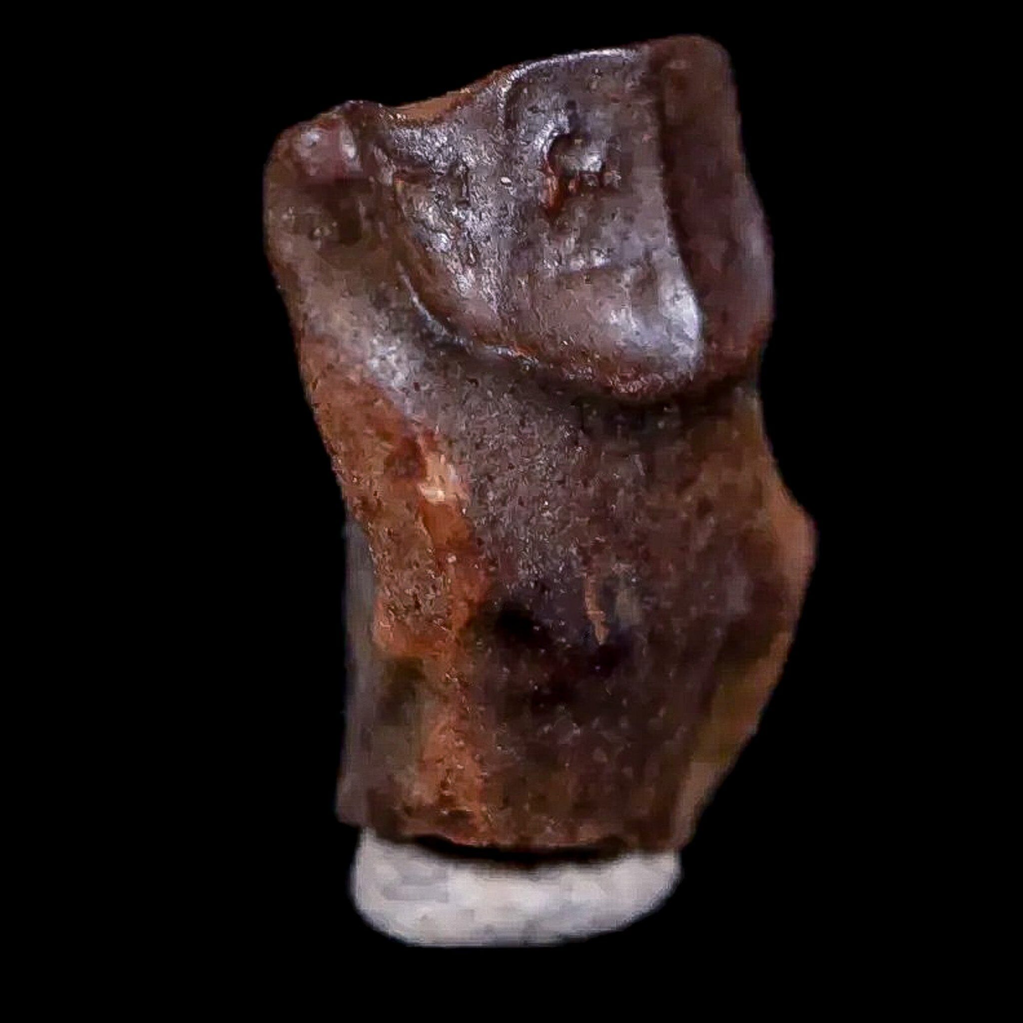 0.5" Chasmosaurus Fossil Tooth Judith River FM Cretaceous Dinosaur MT COA Display - Fossil Age Minerals
