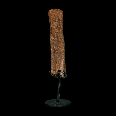 5.4" Hadrosaur Dinosaur Fossil Rib Bone Hell Creek FM MT COA Metal Stand
