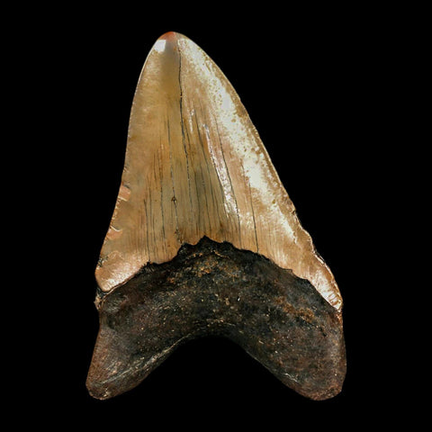 3.6" Quality Megalodon Shark Tooth Serrated Fossil Natural Miocene Age COA - Fossil Age Minerals