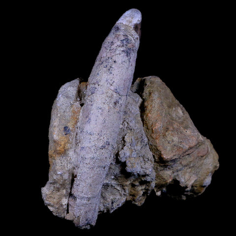 4" Allodesmus Karnensis Giant Sea Lion Fossil Tooth In Matrix Miocene Age California - Fossil Age Minerals