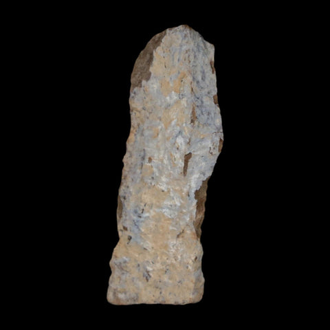 1.4" Tyrannosaurus Rex Fossil Bone Dinosaur Lance Creek Formation Wyoming COA