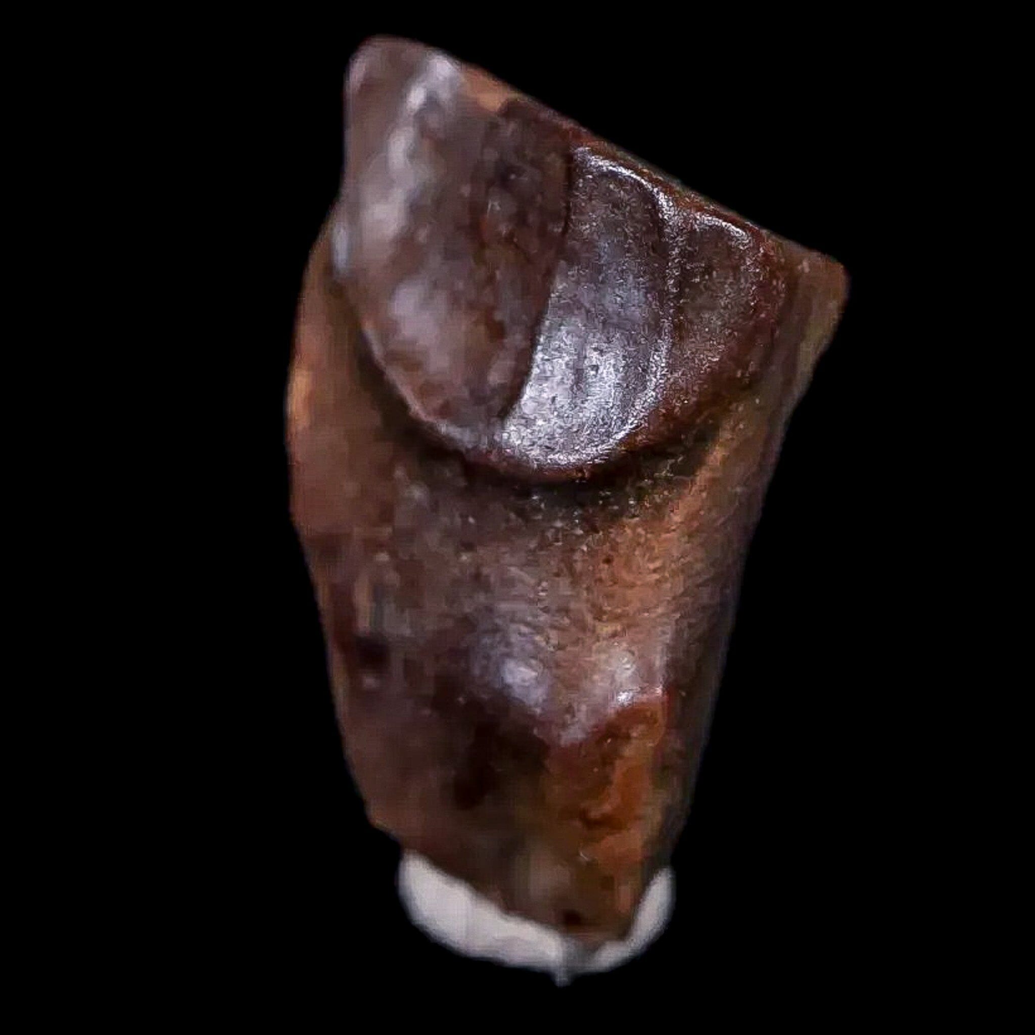 0.5" Chasmosaurus Fossil Tooth Judith River FM Cretaceous Dinosaur MT COA Display - Fossil Age Minerals