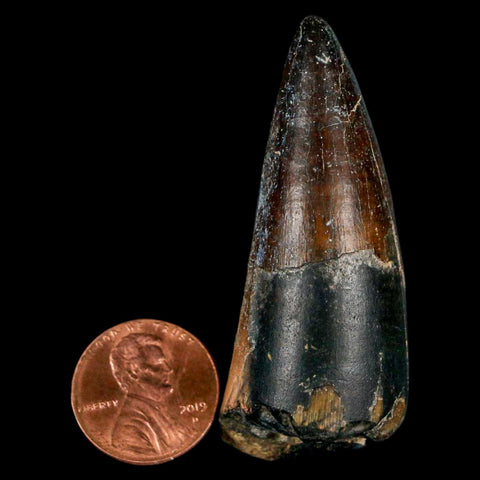2.2" Sarcosuchus Imperator Crocodile Fossil Tooth Elrhaz FM Cretaceous Niger COA - Fossil Age Minerals