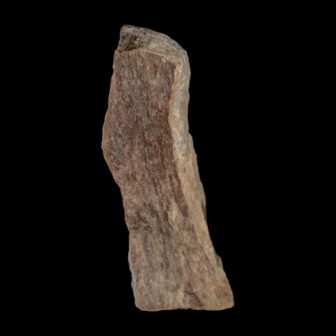 1.4" Tyrannosaurus Rex Fossil Bone Dinosaur Lance Creek Formation Wyoming COA