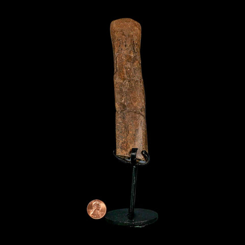 5.4" Hadrosaur Dinosaur Fossil Rib Bone Hell Creek FM MT COA Metal Stand
