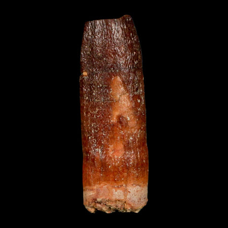 1.5" Rebbachisaurus Sauropod Fossil Tooth Early Cretaceous Dinosaur COA, Display