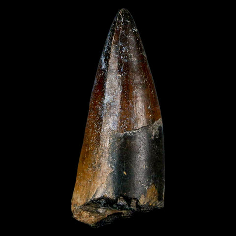 2.2" Sarcosuchus Imperator Crocodile Fossil Tooth Elrhaz FM Cretaceous Niger COA - Fossil Age Minerals