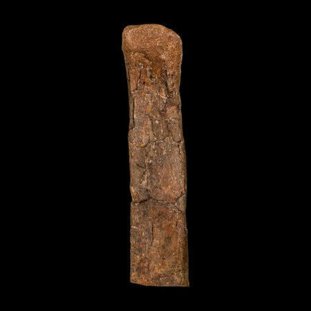 5.4" Hadrosaur Dinosaur Fossil Rib Bone Hell Creek FM MT COA Metal Stand