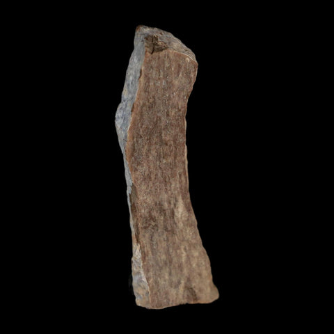 1.4" Tyrannosaurus Rex Fossil Bone Dinosaur Lance Creek Formation Wyoming COA