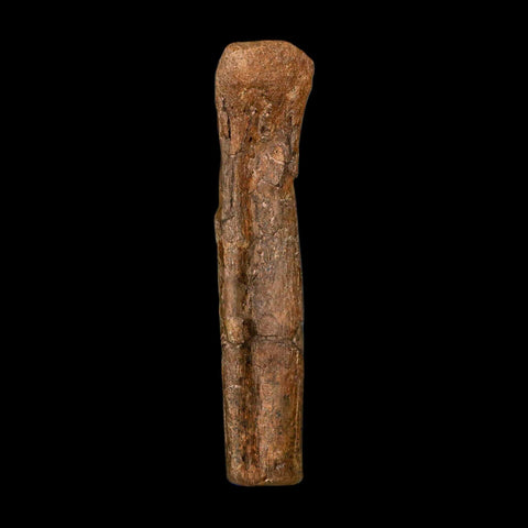 5.4" Hadrosaur Dinosaur Fossil Rib Bone Hell Creek FM MT COA Metal Stand