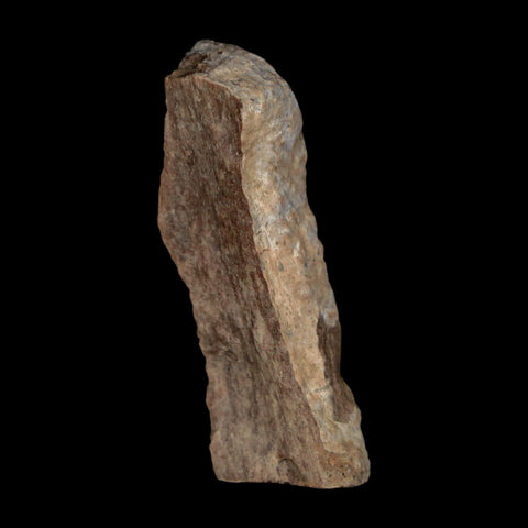 1.4" Tyrannosaurus Rex Fossil Bone Dinosaur Lance Creek Formation Wyoming COA
