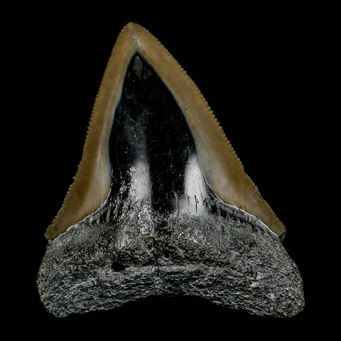 2.6" Quality Megalodon Shark Tooth Serrated Fossil Natural Miocene Age COA - Fossil Age Minerals