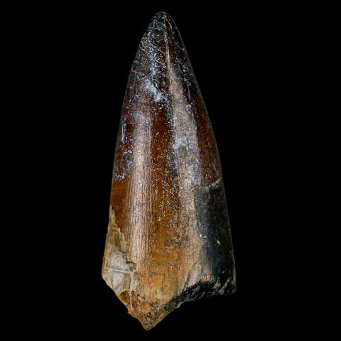 2.2" Sarcosuchus Imperator Crocodile Fossil Tooth Elrhaz FM Cretaceous Niger COA - Fossil Age Minerals