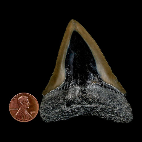2.6" Quality Megalodon Shark Tooth Serrated Fossil Natural Miocene Age COA - Fossil Age Minerals