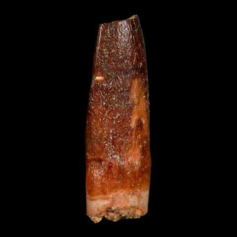 1.5" Rebbachisaurus Sauropod Fossil Tooth Early Cretaceous Dinosaur COA, Display - Fossil Age Minerals