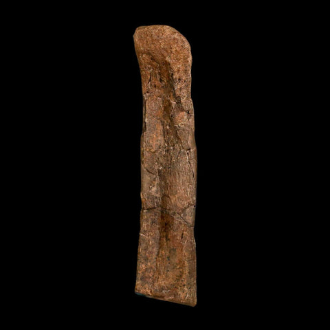5.4" Hadrosaur Dinosaur Fossil Rib Bone Hell Creek FM MT COA Metal Stand