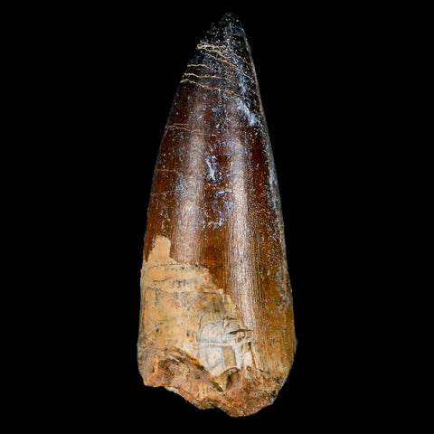 2.2" Sarcosuchus Imperator Crocodile Fossil Tooth Elrhaz FM Cretaceous Niger COA - Fossil Age Minerals