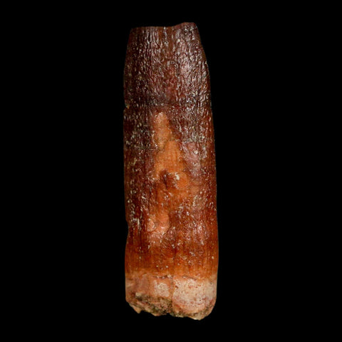 1.5" Rebbachisaurus Sauropod Fossil Tooth Early Cretaceous Dinosaur COA, Display - Fossil Age Minerals